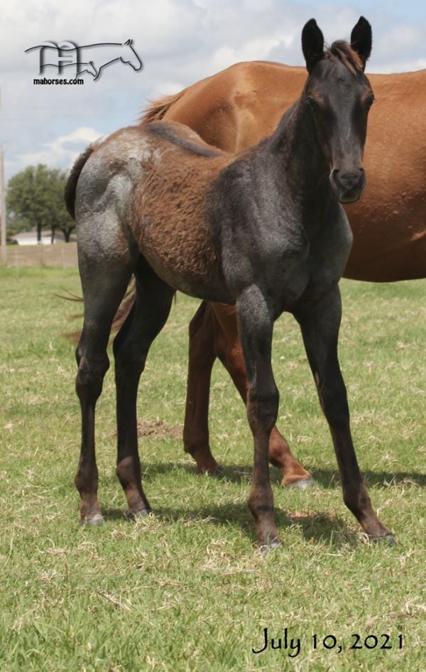 Funny B Dandy Girl's 2021 Blue Roan Colt